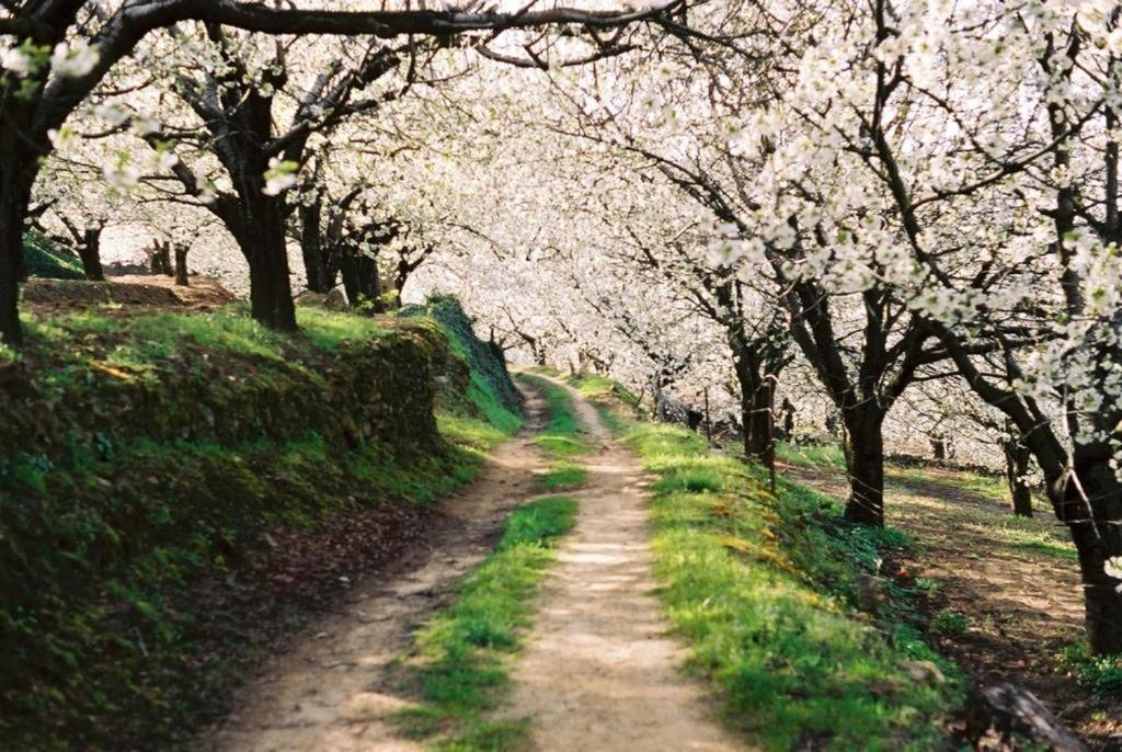 Casa Rural El Campanario Jerte Kültér fotó